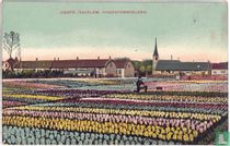 Hyacinthenvelden