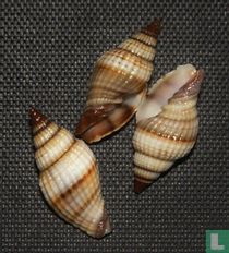 Vexillum vespula 
