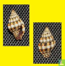 Vexillum discolorium