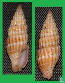 Vexillum stossieri
