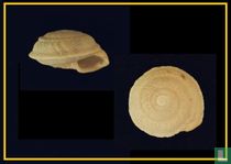 Sphincterochila cariosa 