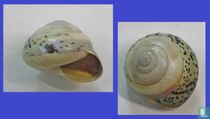 Asperitas trochus polymorpha