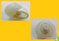 Zachrysia guanensis 