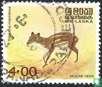 Mouse deer