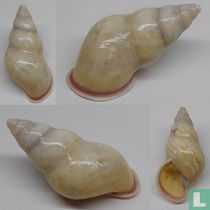 Amphidromus adamsii obliquatus 