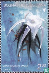 Orchideen