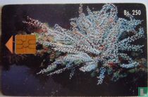 Coral Rojo (Corallium Ruvrur) (Rood koraal)