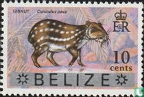 Dieren