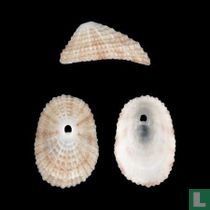 Diodora benguelensis 