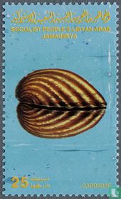 Mollusc shell