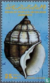 Mollusc shell