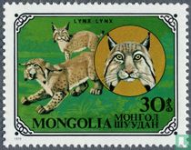 Wild cats