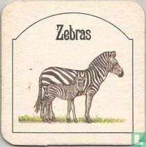Bremme's Tierleben Zebras