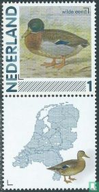 Mallard