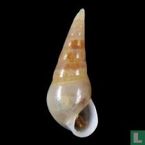 Vitreolina commensalis 