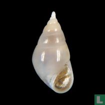 Parvioris fulvescens 