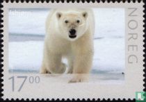 Ours polaire