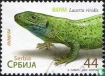Lézard émeraude oriental