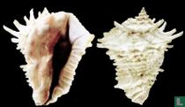 Aristovasum cassiforme 