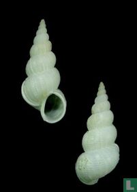 Amaea martinii 