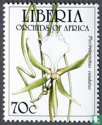 Orchids