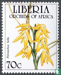 Orchids