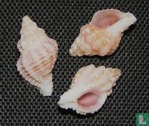 Murexsul planiliratus 