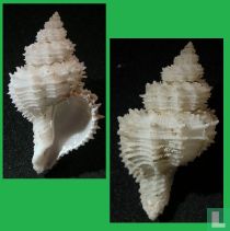 Hirtomurex filiaregis