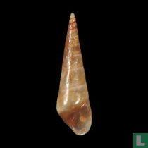 Eulimostraca galapagensis