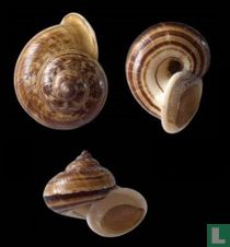 Cyclophorus monachus 