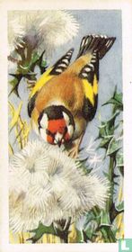 Goldfinch