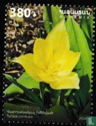 Tulip confusa