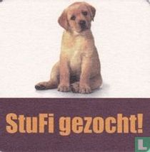 “StuFi gezocht”