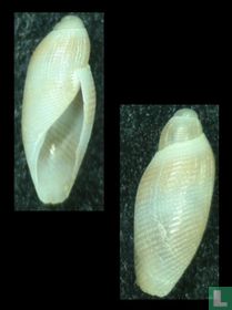 Rictaxiella debelius