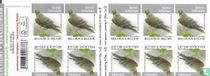 Poule harrier