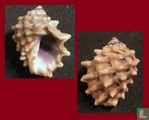 Amplidrupa clathrata