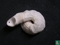 Thylacodes decussatus