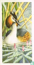 Great Crested Grebe