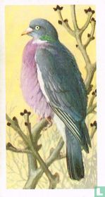 Wood Pigeon