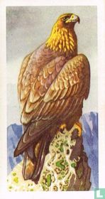 Golden Eagle