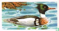 Red-Breasted Merganser