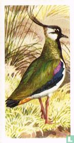 Lapwing