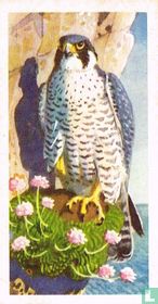 Peregrine Falcon