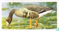 White-Fronted Goose