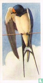 Swallow