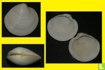 Dosinia laminata