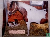 100  chevaux sur l'herbe. Jument et poulain