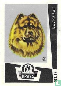  Kavkazac