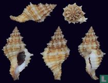 Orania pleurotomoides