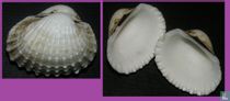 Tegillarca granosa